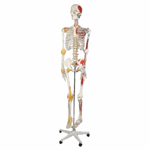 Esqueleto Humano Con Nervios Y Ligamentos180cm
