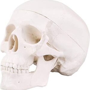Cráneo Humano 10cm Mandíbula Flexible
