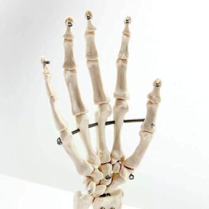 Modelo De Mano Anatómico