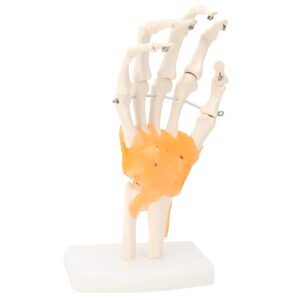 Articulación De Mano Con Ligamentos