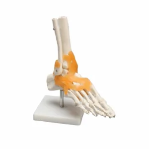 Articulación Del Tobillo Con Ligamentos