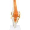 Modelo Funcional De Rodilla Con Articulaciones