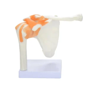 Huesos Y Ligamentos Del Hombro Humano 15cm