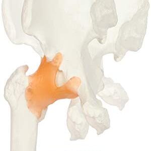 Modelo Pelvico Humano Articulación De La Cadera Y Ligamentos