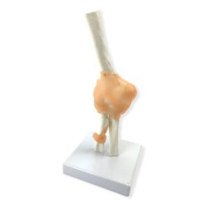 Modelo De Codo Con Anatomía Del Ligamento