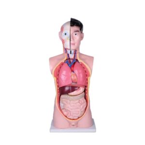 Torso Humano Con Organos Desmontables Educativo Tamaño Real